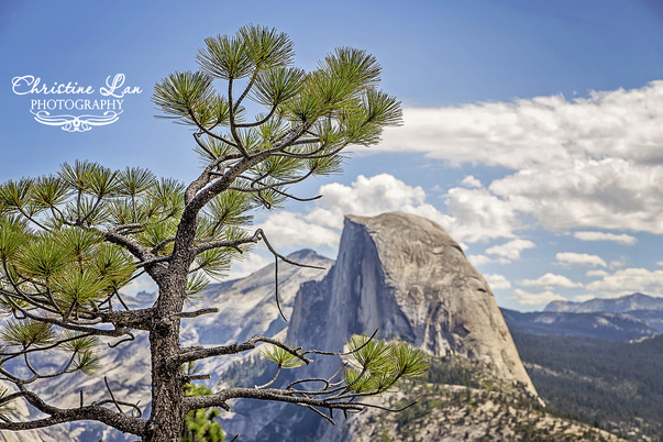 half dome with tree in front