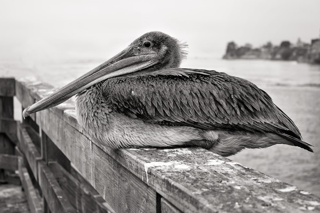 black and white of pelican sitting on ledge