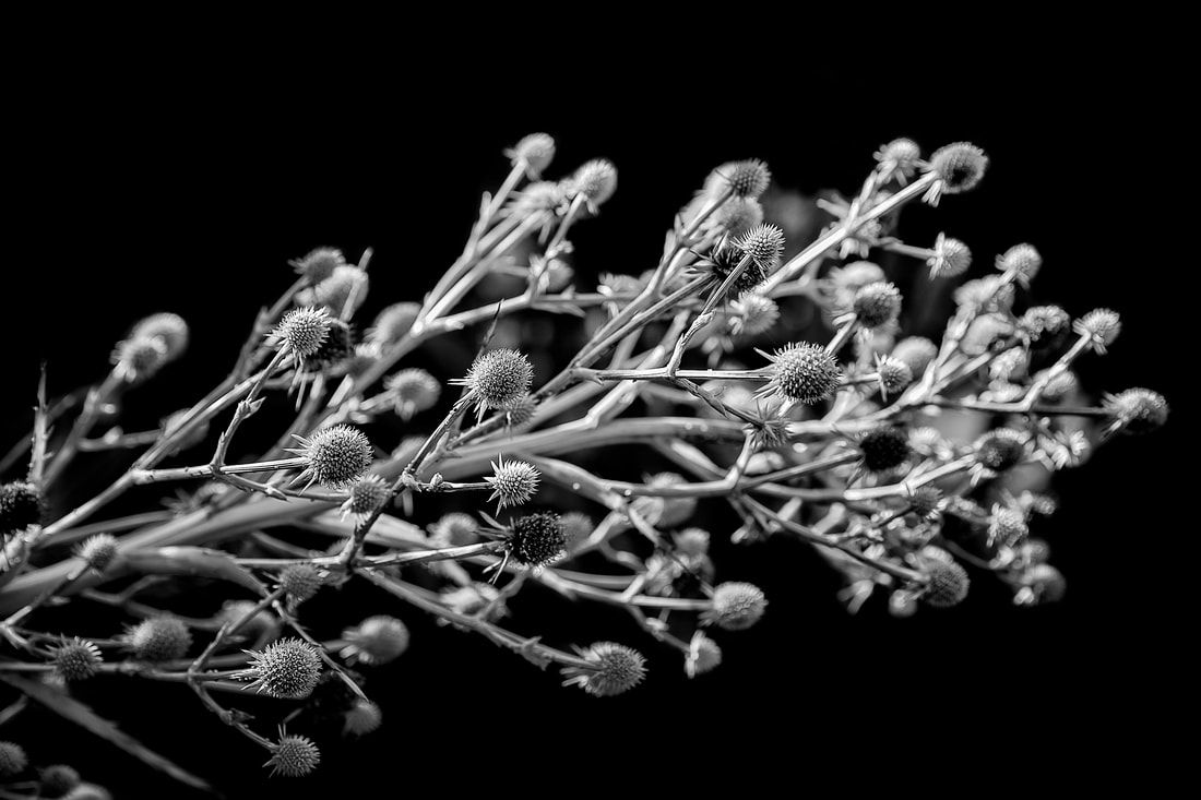 black and white of a thistle weed