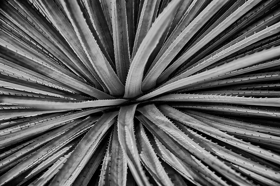 black and white of a succulant